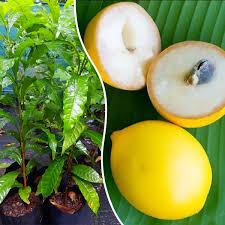Abiu tropical fruit
