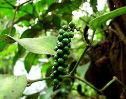Black pepper