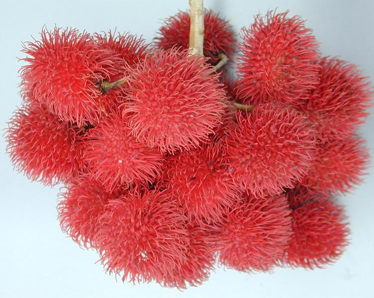Real rambutan fruit image